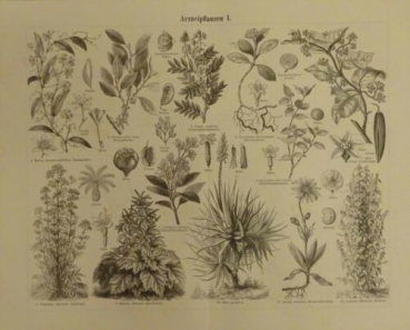 1898 - Arzneipflanzen, alter Druck